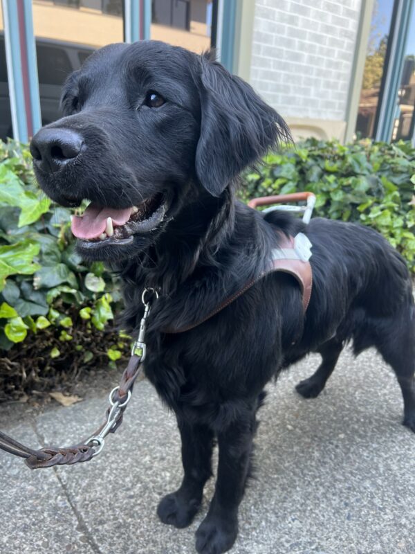 Neutrino is standing in front of a greean shrub. He is wearing his guide dog harness and looking off to the side of the camera.
