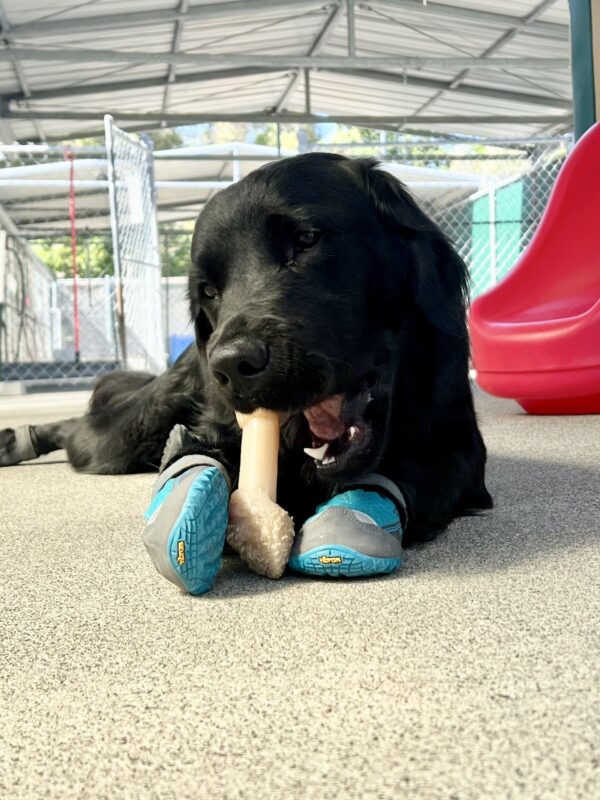 Neutrino is laying in the community run area. He is wearing all four booties and using his front paws to hold a bone as he chews it.