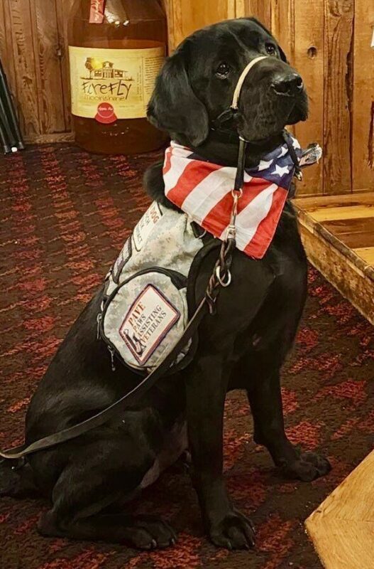Big handsome black Lab Norway sitting inside a business with cedar walls and a red and brown carpet. He's wearing his service dog vest, an American flag scarf, and his gentle leader.