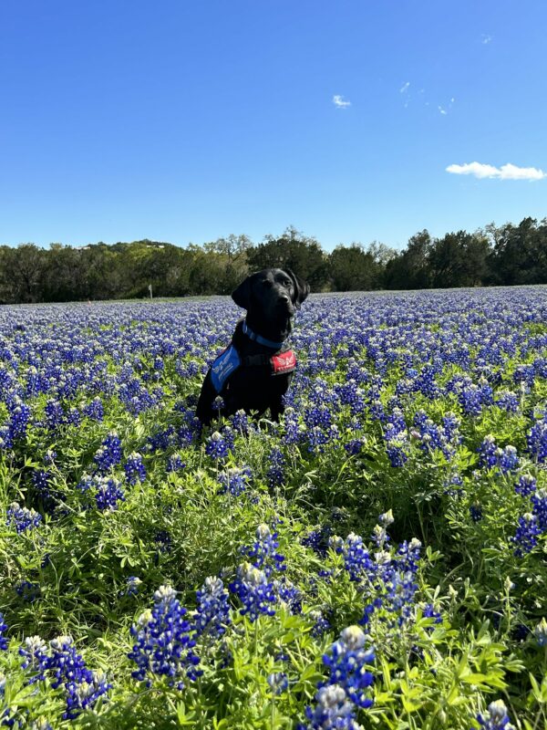 Black Lab Nyx wears a blue collar and a red and blue vest in a field of green and blue bluebonnets.