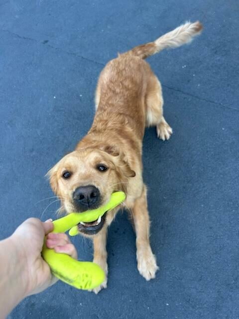 Optimist is playing tug of war with a green toy in her mouth. The handlers hand is on part of the toy.