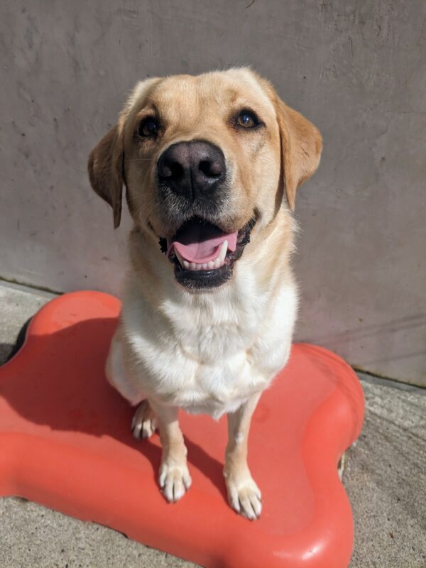 <p>A yellow labs sits out in the sunshine smiling. She is sitting on an orange play structure, looking at the camera with her mouth open.</p>