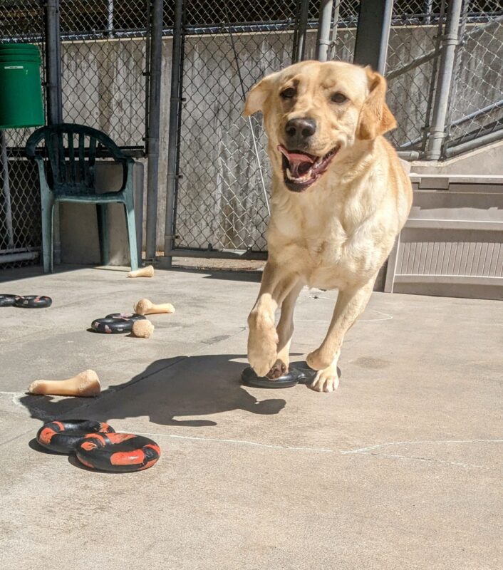 Barley in community run running towards the camera. she has 3 feet in the air and her mouth open. Below here are several gonut figure 8 tug toys and some nylabones.
