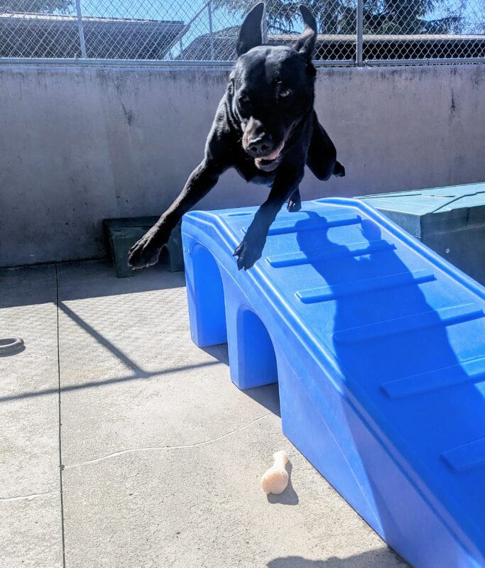 a black lab leaping off of a blue platform. Her ears are flipped up and she's in a superman pose with her front feet stretched out in front of her.