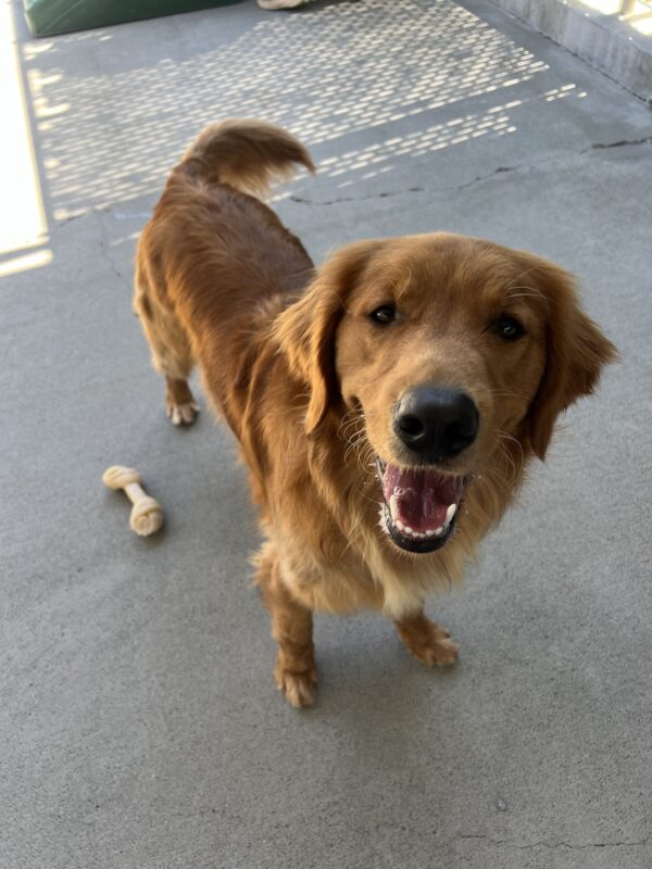 Pacino is standing up with his mouth open looking at the camera. His tail is mid-wag. A Nylabone is next to his feet.