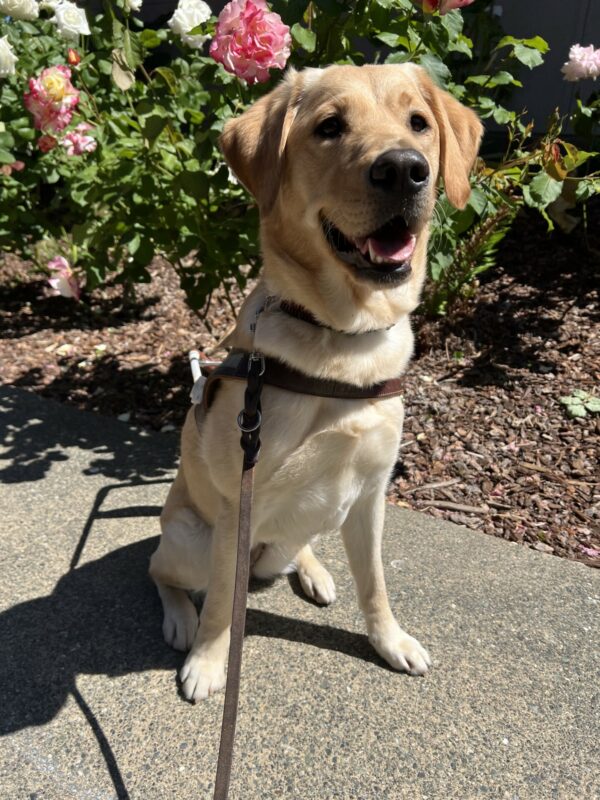 Pandora is sitting infront of a pink and white rose bush. She is wearing her guide dog harness and looking off to the side of the camera.
