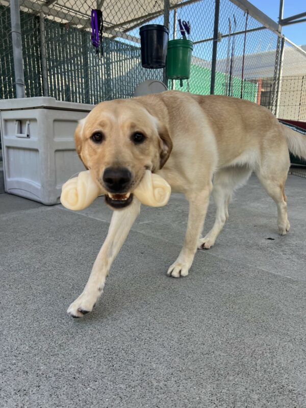 Pandora is holding a bone in her mouth and walking towards the camera. She is in the community run area of the kennel complex.