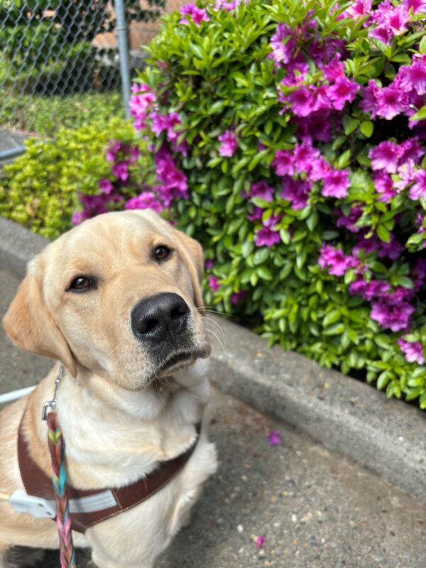 A yellow Lab looks into the camera wearing a harness and multicolored leash. He is sitting on a cement walkway and behind him is a purple Azalea bush in bloom