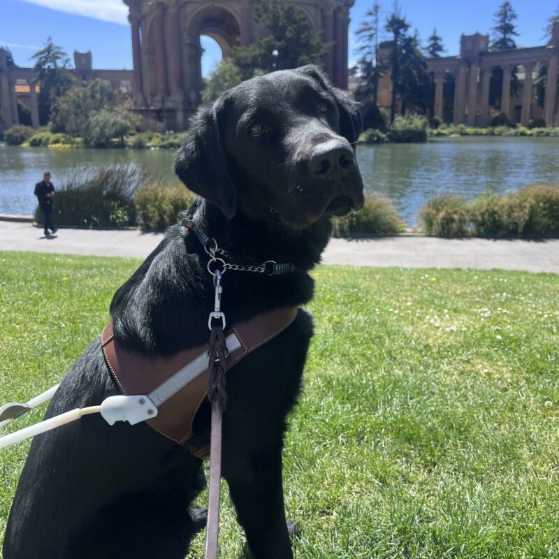 Rambler is wearing his harness and sitting in front of the pond at the Palace of Fine Arts in San Francisco. He is gazing up at the camera with a focused expression on his face.