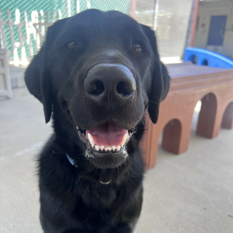 Rambler is sitting in the play yard and is looking up at the camera with a happy smile on his face. There are several large play structures in the background.