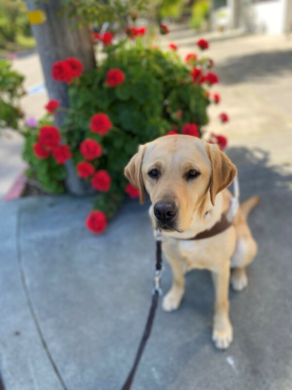 Renee sits in harness facing the camera, she has a very serious look on her face. Behind her is a telephone poll and a bush with vibrant red flowers.
