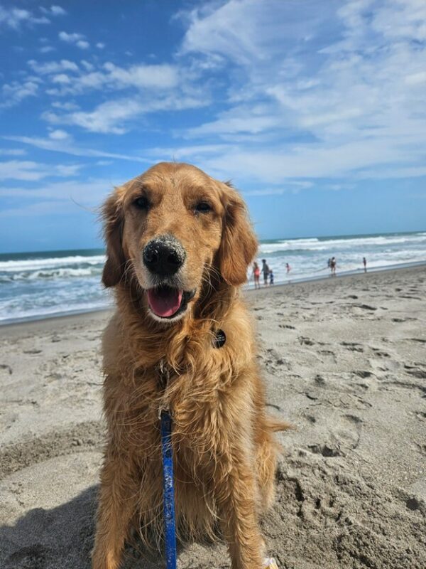 Handsome Golden Riggs sitting on a beach with the ocean behind him. He has sand on his nose.