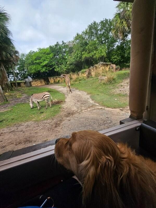 Riggs looking out a window at zebras and a giraffe
