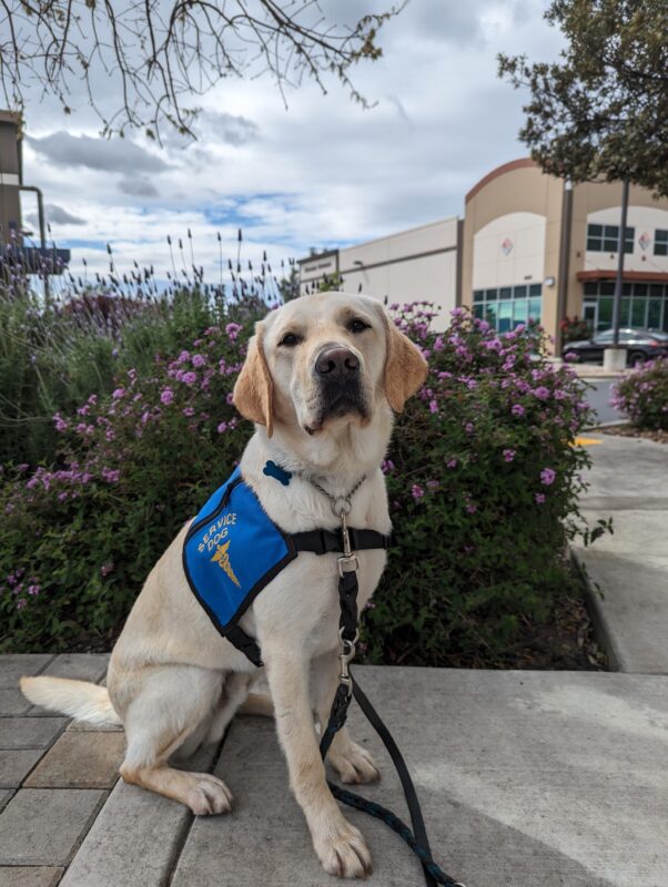 Yellow Lab Rodeo is sitting outside in front of a bush. He is wearing a blue service dog jacket.