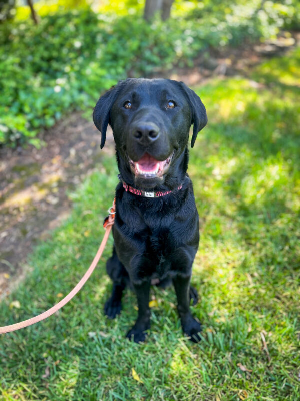 Samba sits happily on the shady grass with a big smile on her face