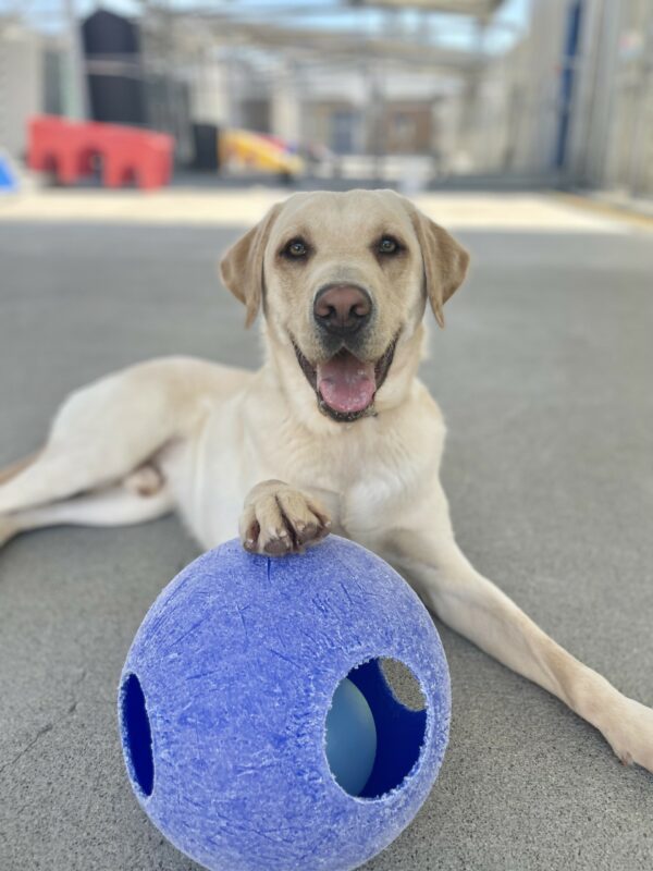 Savvy is laying down in the community run with one of his front paws resting on a large blue Jollyball. He is looking at the camera and smiling with his tongue out.