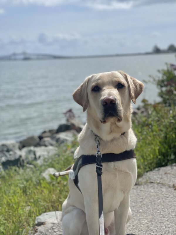 Savvy is pictured sitting on a walking path, looking at the camera. Large rocks and greenery are on the side of the path, and the ocean with the Richmond-San Rafael bridge is in the background.