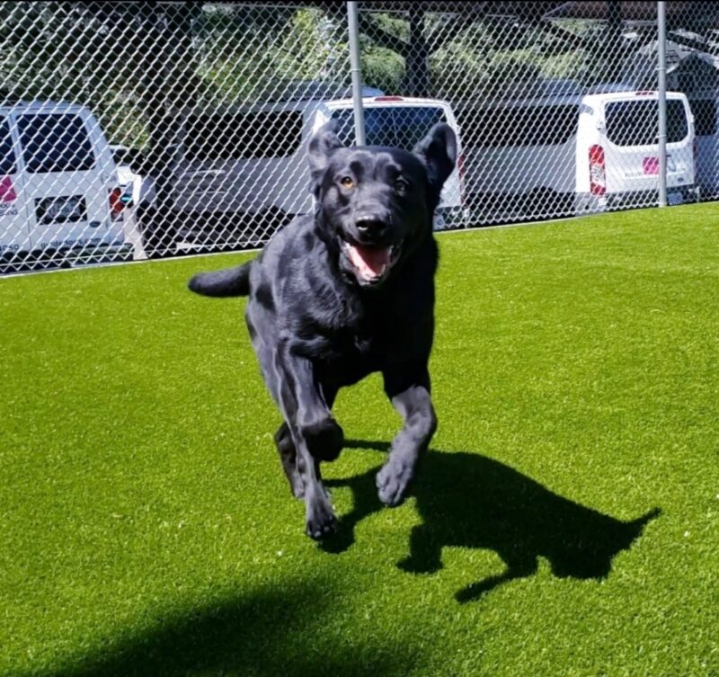 A screenshot of Beckett playing in a free run area on the Oregon Campus. Three of his legs are in the air, he's looking at the camera, and his ears are flopped back.