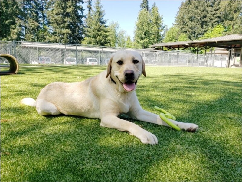 Cash is laying in a free run area on the Oregon Campus. He's looking at the camera with his ears pinned slightly back with a big smile. There is a rubber toy draped over his front left leg as he takes a break from chewing on it.