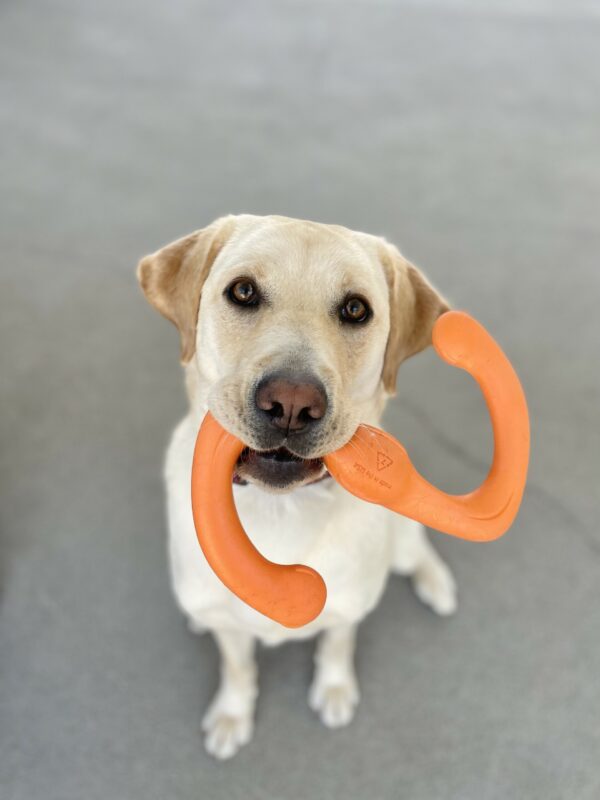 Seattle is sitting in the community run, looking up with an orange Westpaw toy in her mouth.