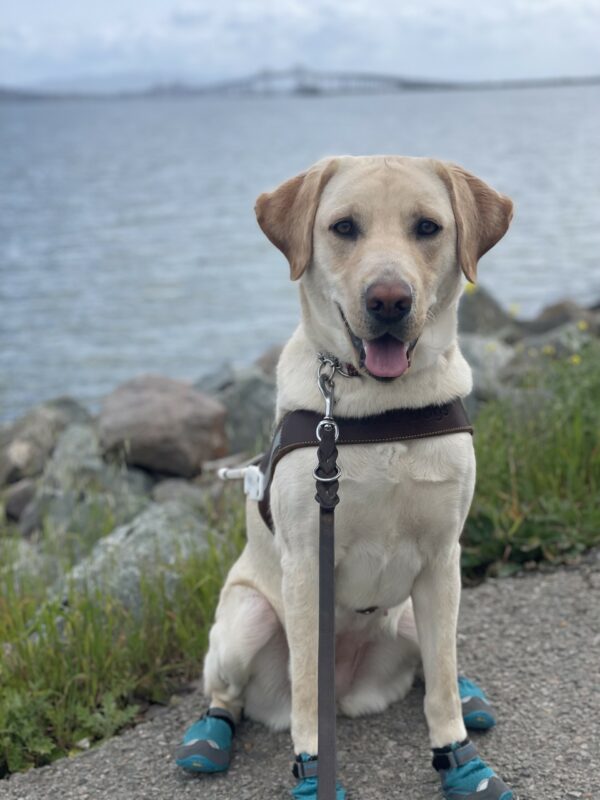 Seattle is pictured sitting on a walking path in 4 turquoise booties on her paws, smiling with her tongue out. Large rocks and greenery are on the side of the path, and the ocean with the Richmond-San Rafael bridge is in the background.