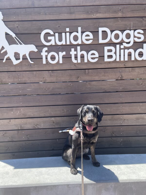 Tulip sits facing the camera in harness. Behind her is a wooden sign with “Guide Dogs for the Blind” written in large white lettering.
