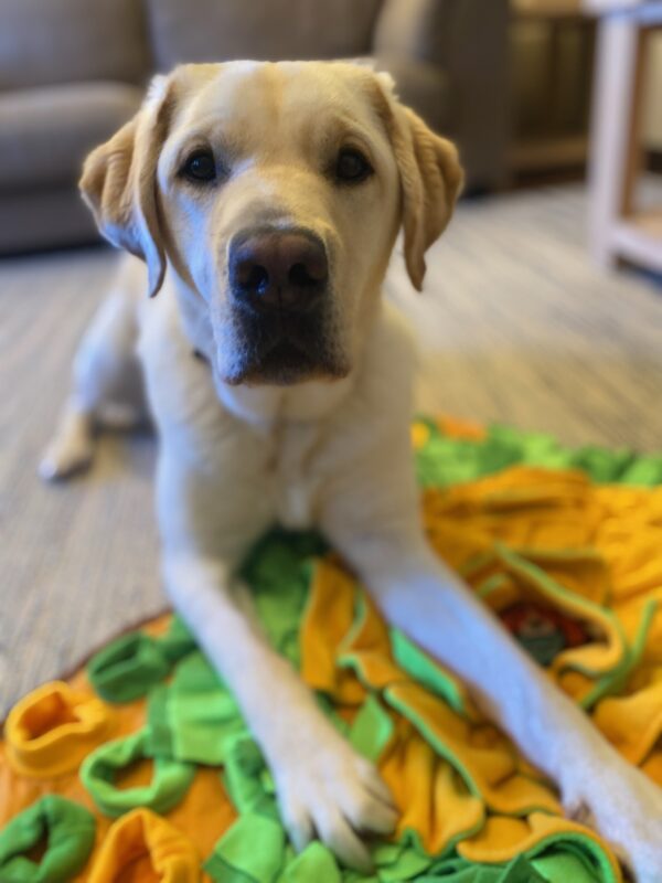 Yellow Lab Vegas is laying down facing the camera on a yellow and green mat.