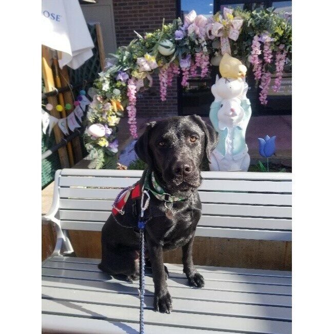 Black Lab Venice sitting on a bench. She's wearing her red service vest. There is a floral arrangement and easter bunny statue behind her.