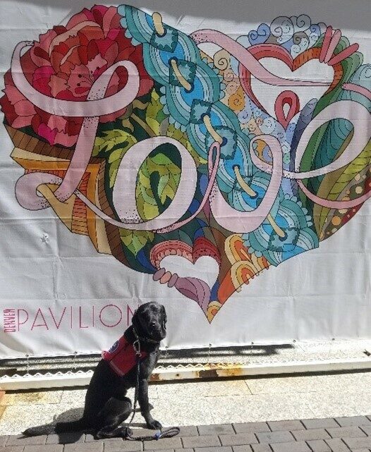 Black Lab Venice sitting in front of a banner that has a heart shape on it with multiple colored designs, it has the word love printed across the front in cursive.