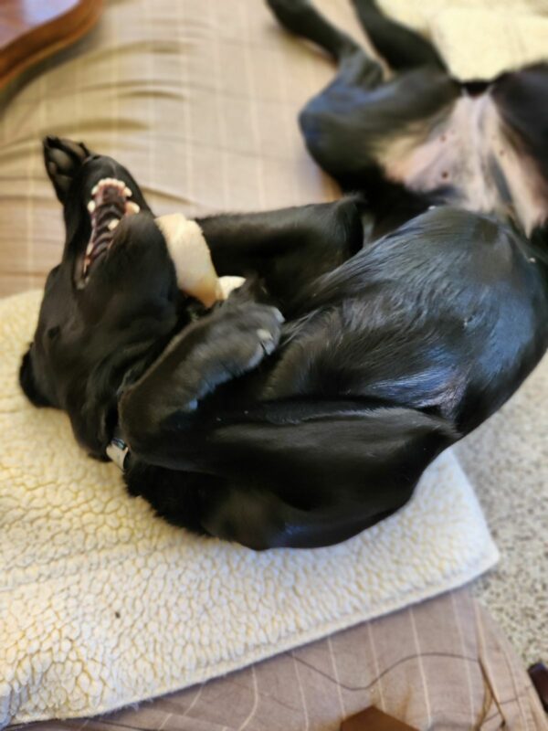 Wiki is on her back, front paws in the air, playing with a Nylabone while laying on a fleece dog pad. The picture is blurry due to Wiki's enthusiasm while playing with the bone.