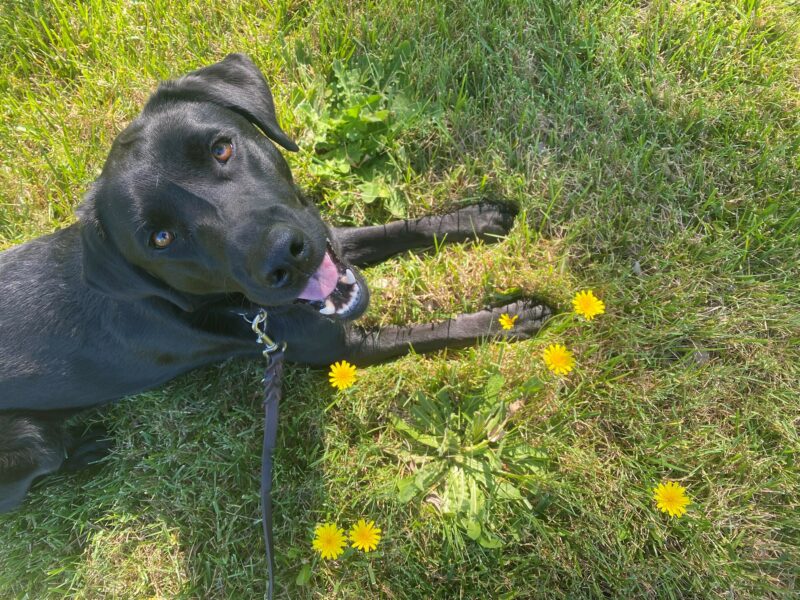 Willa lies in the grass while staring up at the camera and smiling. Small yellow flowers are next to her front paw.