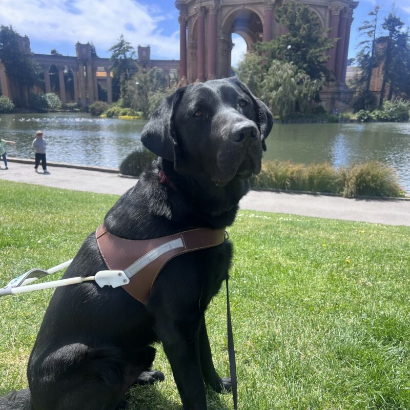Winner is wearing his harness and sitting in front of the water at the Palace of Fine Arts in San Francisco. He is gazing at the camera with a focused expression on his face.