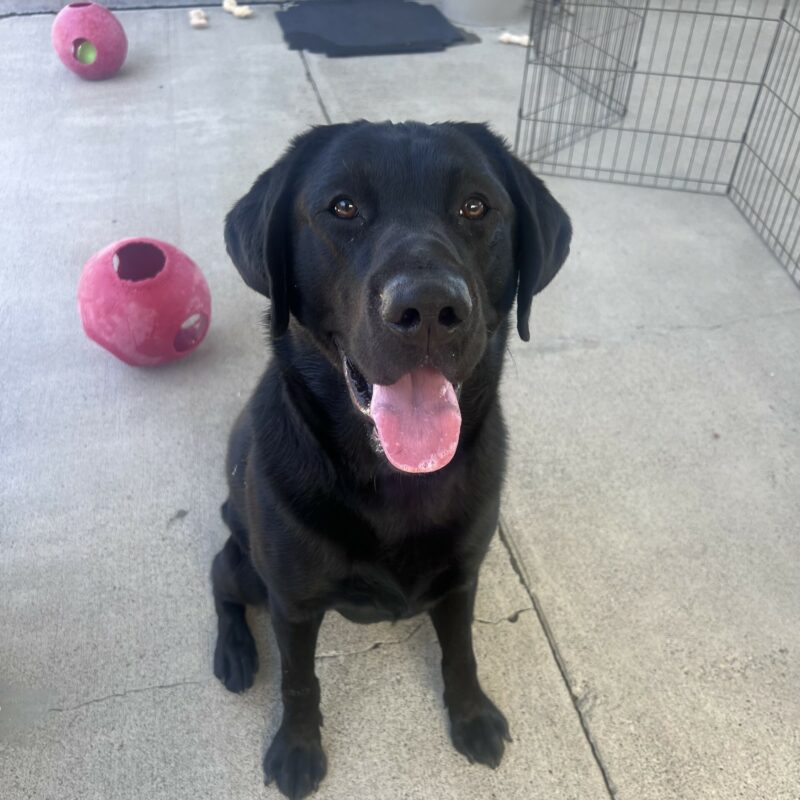 Winner is sitting in the play yard and looking up at the camera with his mouth open in a happy smile. There are several Nylabones and red jolly balls in the background.
