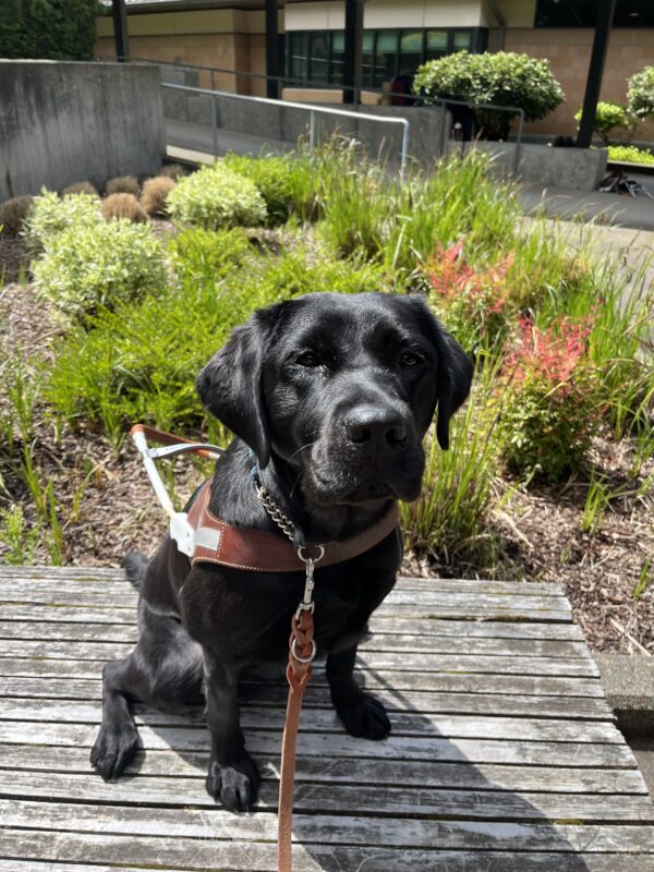 Zedna sits on a bench while wearing her brown leather harness and looking up into the camera.