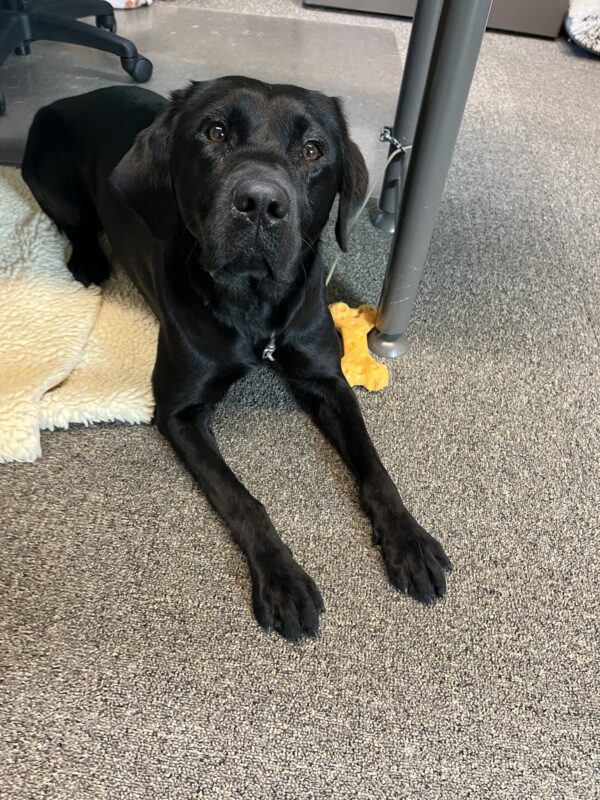 Zedna enjoys a morning of lounging in an office on campus. She is laying on a fleece rug with a yellow Nylabone laying next to her.
