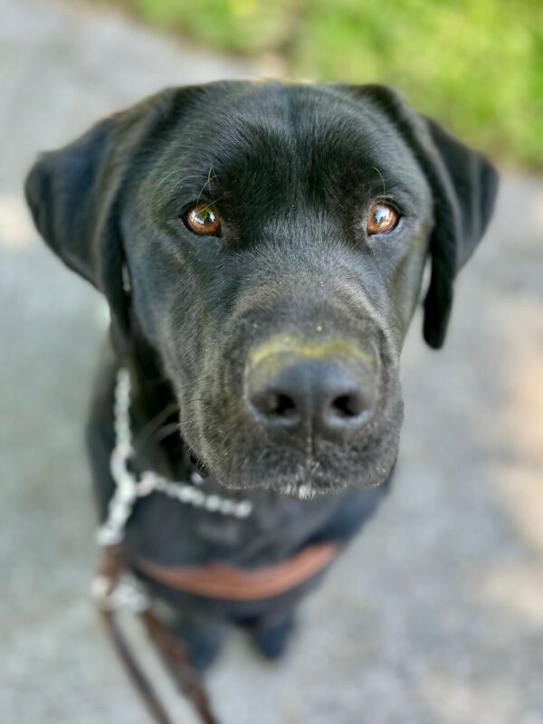 Photo is taken from above. Alistair looks up at the camera while sitting and wearing his guide dog harness. The photo is focused on his face with the rest slightly blurred.