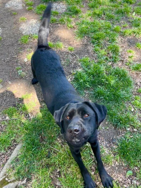 Photo is taken from above, Alistair looks up at the camera while play bowing while off-leash in a grassy play yard.