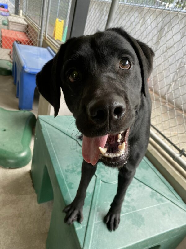 Arcade, a female black lab, stands on a green plastic play structure in one of our community run areas. She looks up at the camera and wears a goofy expression with her tongue hanging out to the left.