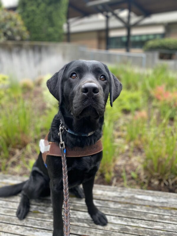 Arcade, a female black lab, sits on a wooden platform in her GDB harness. She looks up with a content expression on her face.