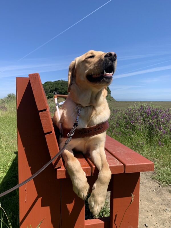 Becker rests in harness on a red bench with is head pointed towards the sky and a relaxed expression.  Grass, flowers and a bright blue sky can be seen in the background.