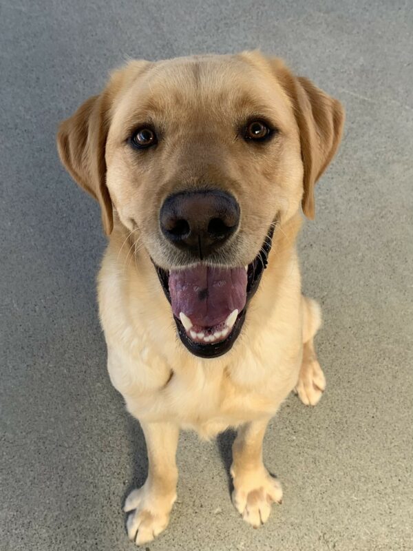 A close up photo of Becker sitting with a big smile on his face.  You can also see the black birthmark on his tongue.