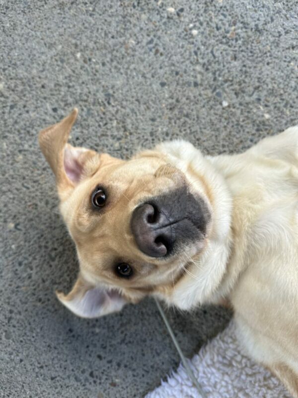 <p>A close up of a yellow lab's face who is laying on her back. She's looking at the camera and her ears are flipped up, showing off her goofy puppy face.</p>
