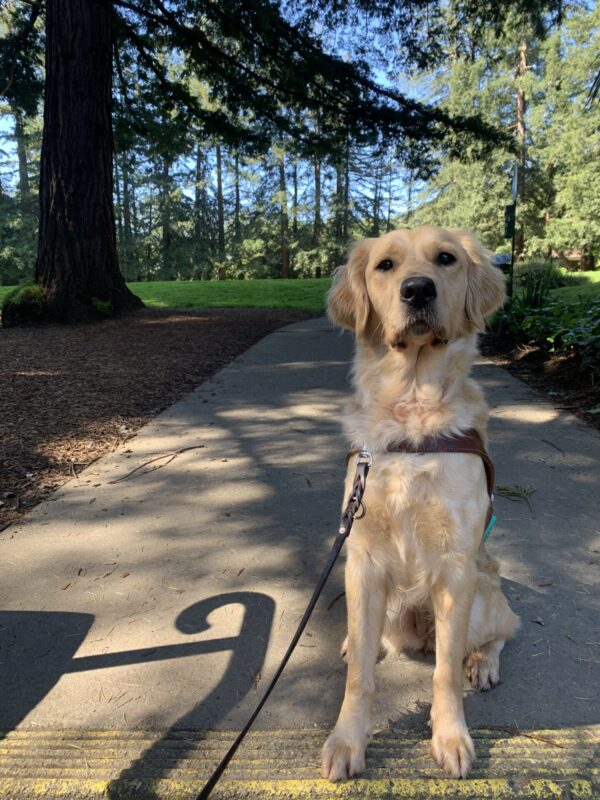 Diane sits in harness on a pathway that leads to a park.  Green grass, blue skies and redwood trees can be seen in the background.