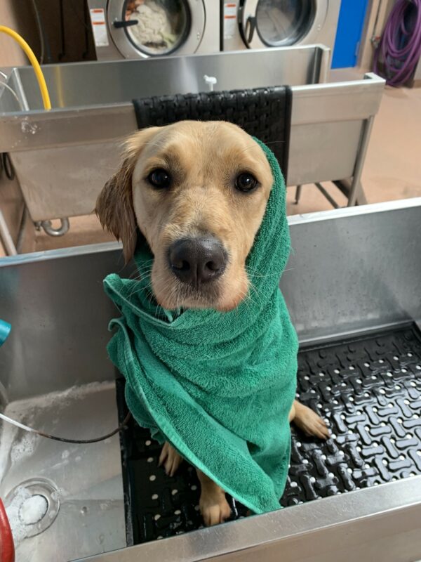 Gotta keep this girl looking her best.  Diane sits in a bathtub looking right up at the camera while wrapped in a green towel exposing her sweet face and just one ear.