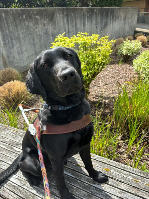 A black lab looks into the camera as she sits on a wooden bench in harness. Behind her is a garden bed with green bushes