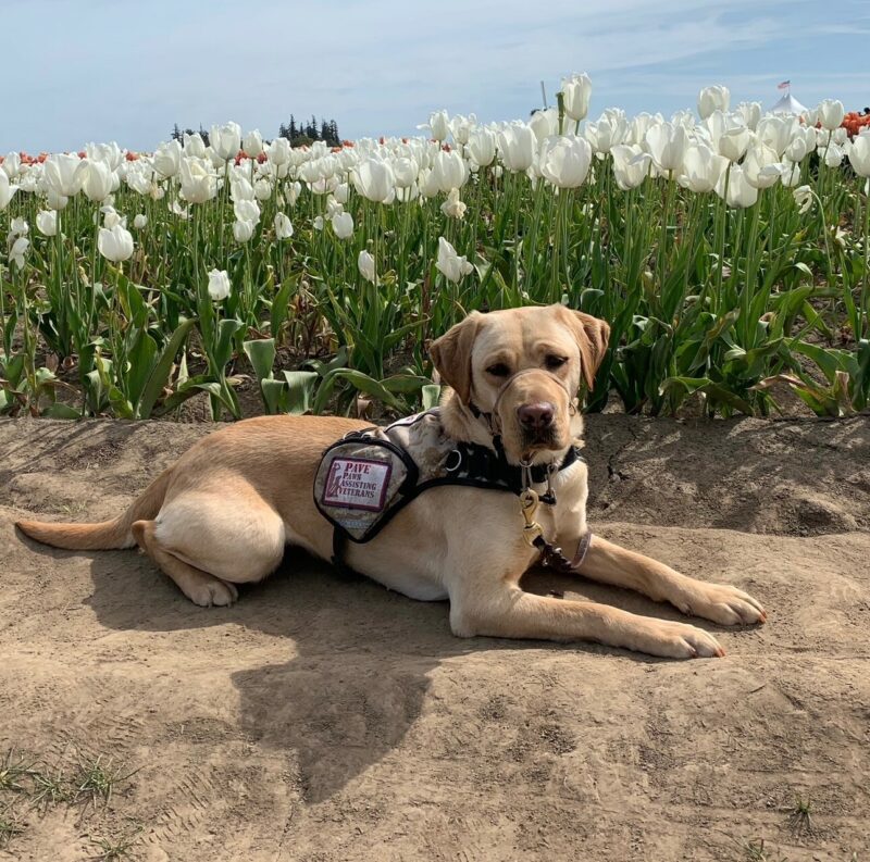 Yellow Lab Honesty laying in front of a garden of white and red tulips. She's wearing her service dog vest and gentle leader