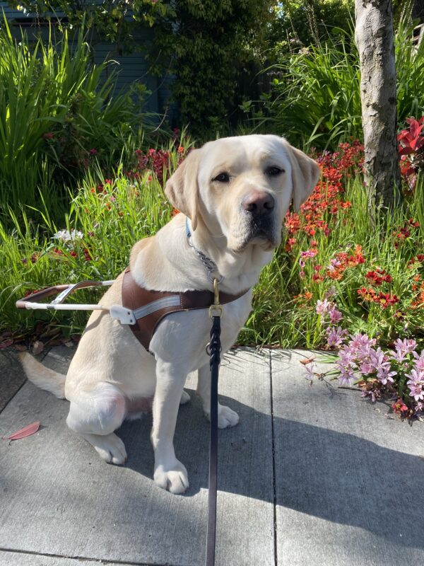 Houdini sits in harness in front of a variety of spring flowers. It is a sunny day and he is looking at the camera with his mouth closed.