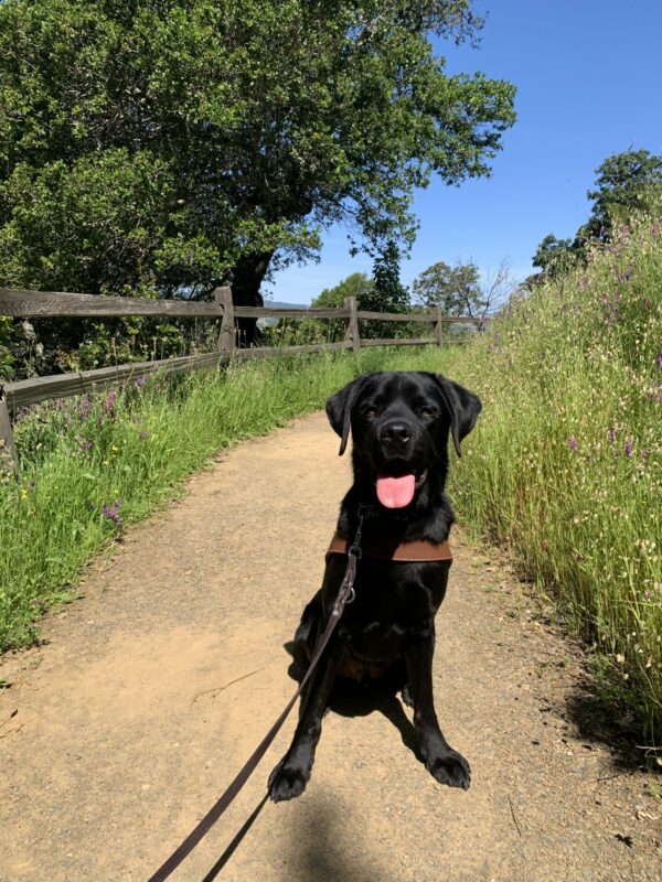 Jerry sits in harness in the middle of a hiking trail. Trees, tall grass, tiny flowers a wooden fence and blue skies can be seen in the background.