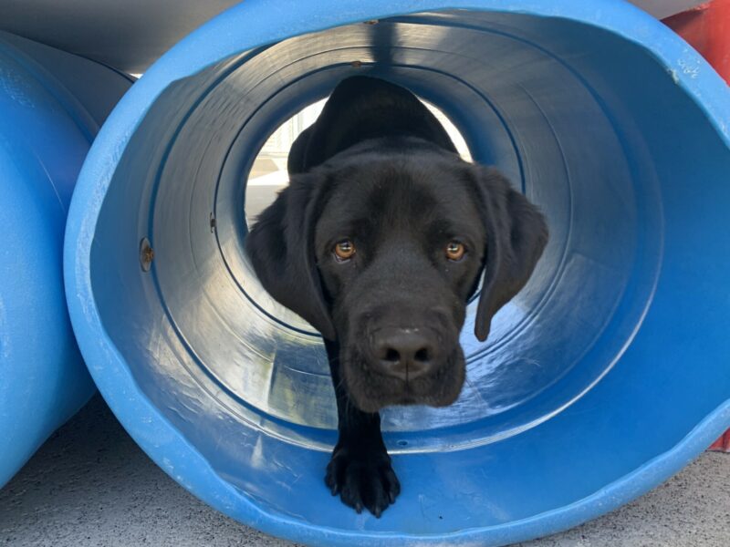 Jerry has a curious and alert expression and he exits a blue barrel type play structure.