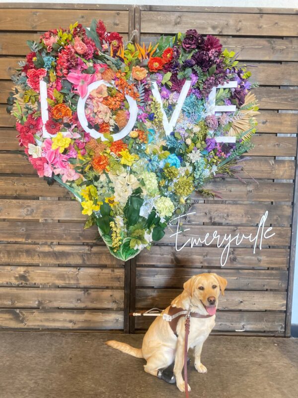 Joan sits in harness facing the camera, she is wearing booties on her hind feet. Behind her is a vibrant, heart shaped floral display which reads